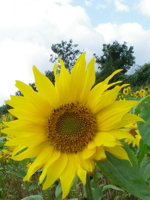 Sunflower (Helianthis annuus), Portfield Road